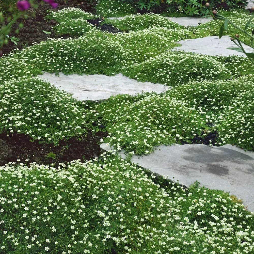 Irish Moss Seeds - Ground Cover Planting - Attractive Blooms - Sagina subulata
