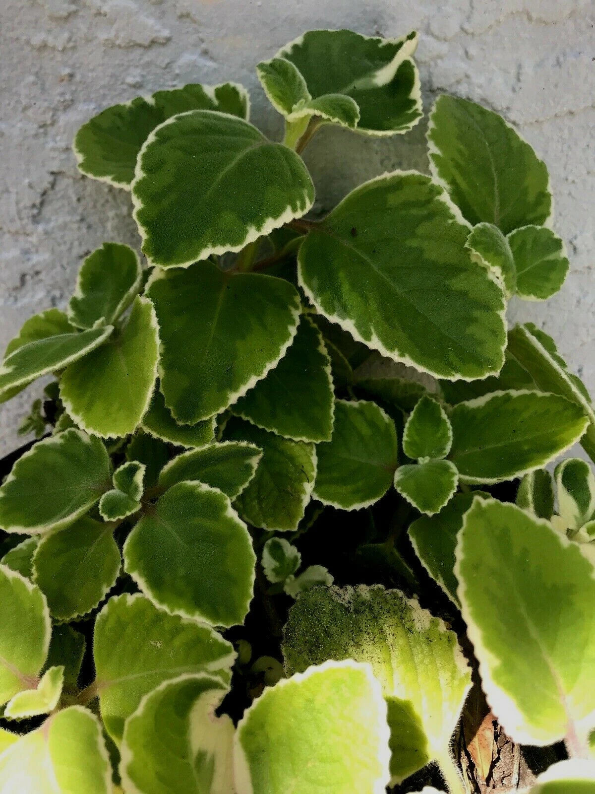 Tropical Oregano Cuttings 5-Pack Variegated Plectranthus amboinicus Sp –  Jayme Garden