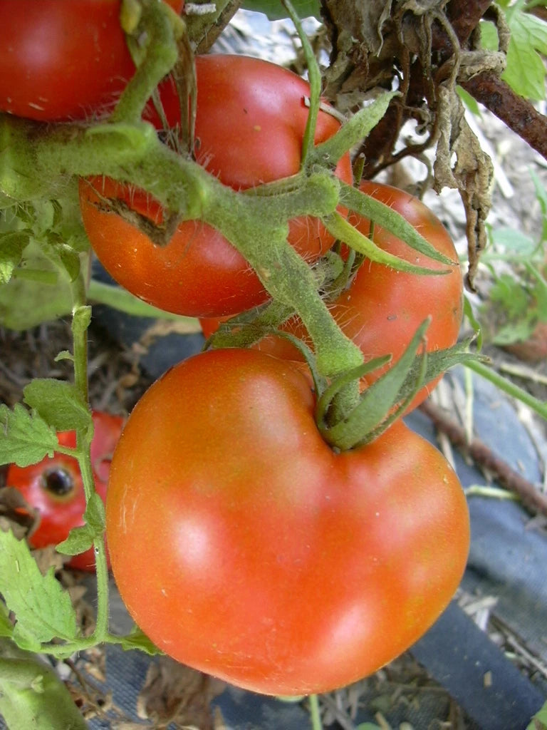 Arkansas Traveler Tomato Seeds - Bulk 300 Count - Meaty Juicy Fruits - Solanum lycopersicum
