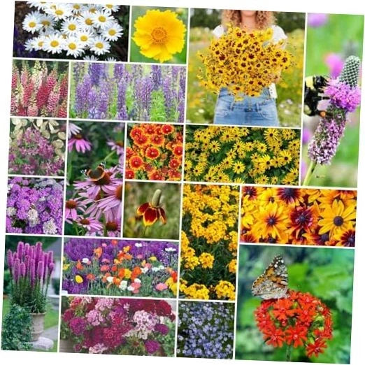 midwest wildflower seed mix Midwest Native Wildflower Seed Mix