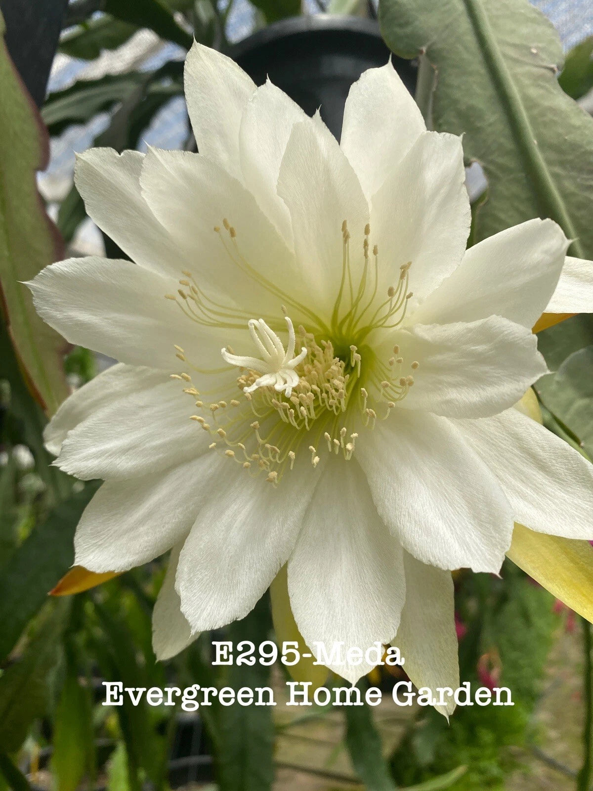 Rooted Hybrid Orchid Cactus "Meda" in 4” Starter Pot - Epiphyllum hybrid - Indoor Plant for Home Decor