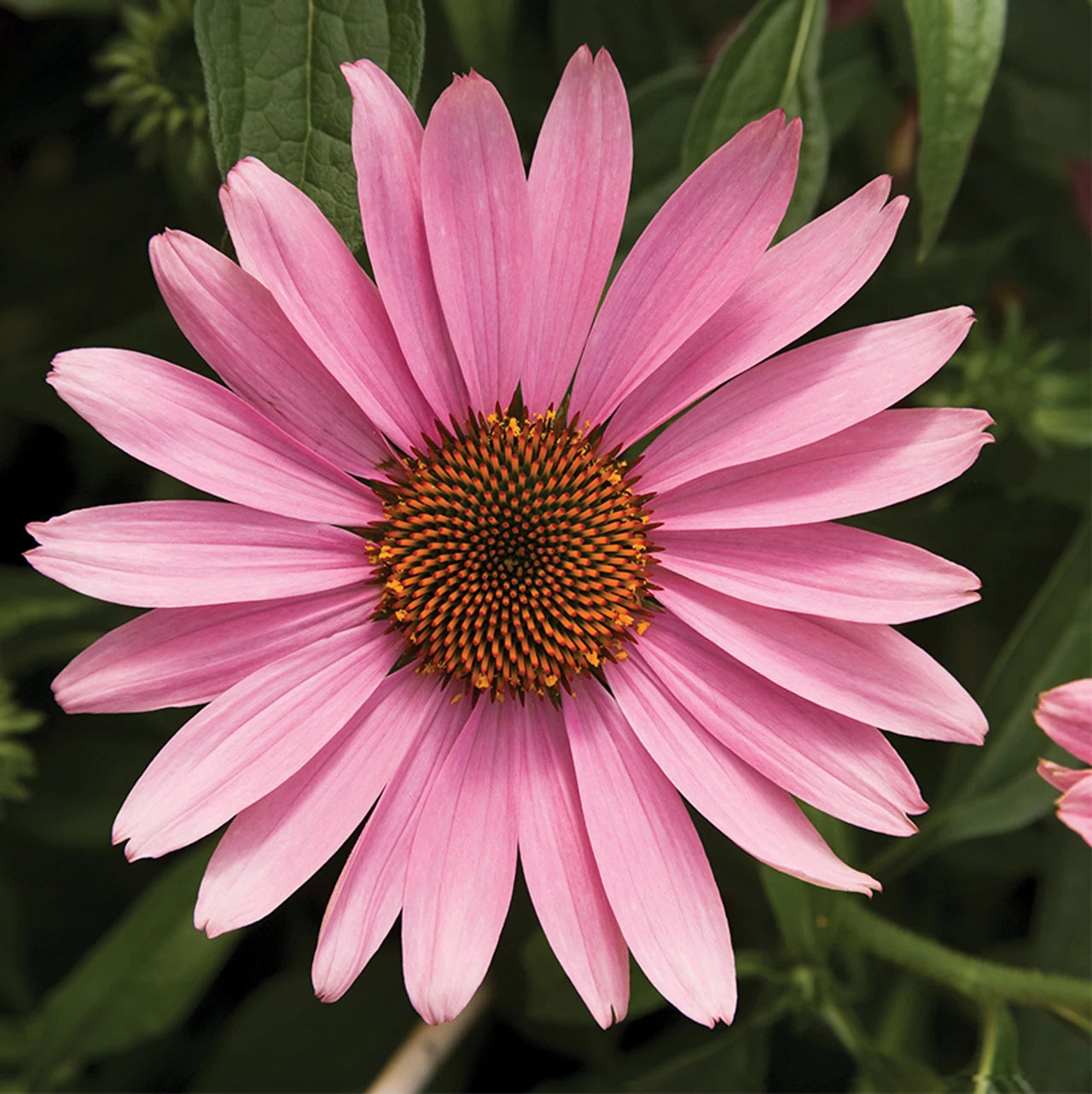 50 Prairie Splendor Coneflower Seeds | Echinacea Purpurea | Perennial Flower Seeds for Garden