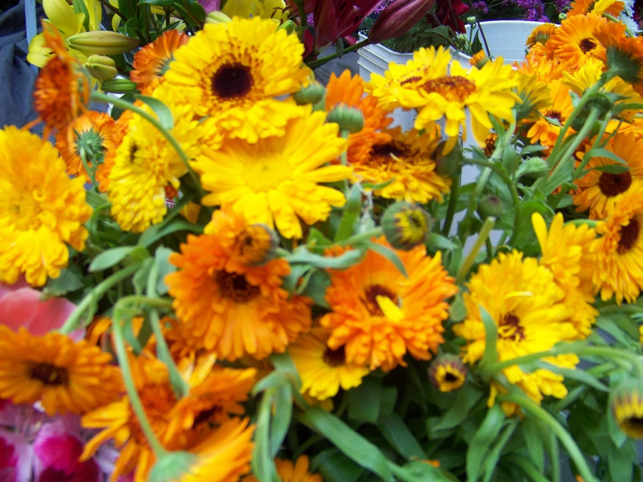 Calendula Seeds - 105 Edible Flower Seeds - Resilient Variety - Calendula officinalis - GroCo#