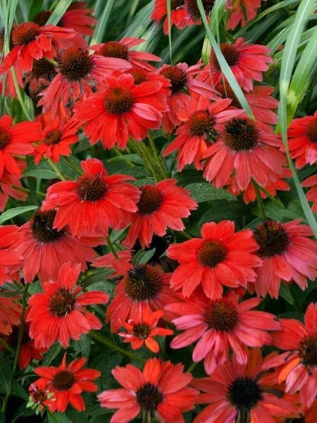 50 Sombreo Red Coneflower Seeds - Echinacea Purpurea - Perennial Flower Seeds for Garden Planting