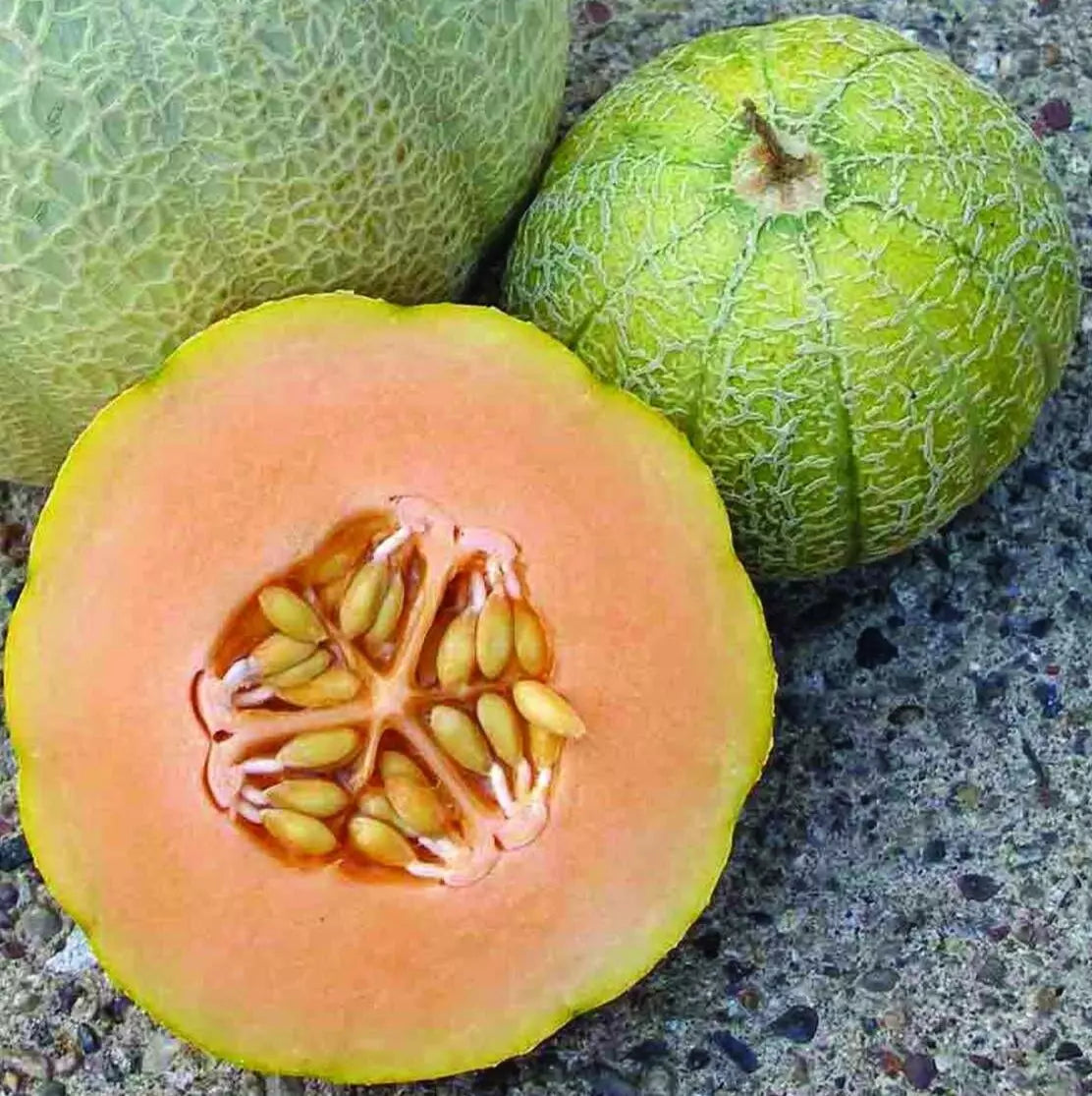 Minnesota Midget Melon Seeds 50+ Cantaloupe Garden Vine Fruit Cucumis melo - Heirloom, Sweet, Compact Variety