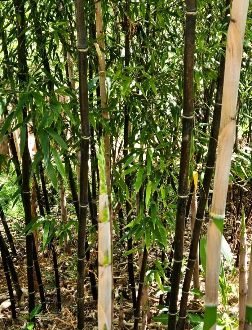 Black Bamboo Rhizomes 1–12 Pack, Fast-Growing Bare Root Plants, Phyllostachys nigra