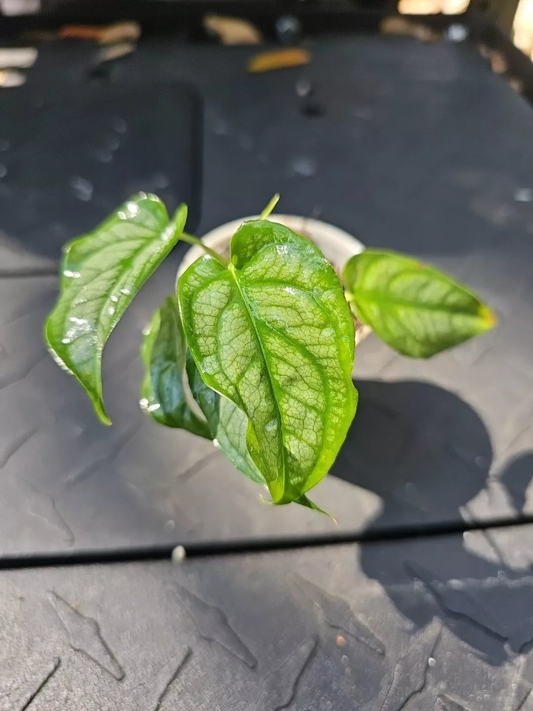 Philodendron Brandtianum Silver Monstera Siltepecana Rooted Plant in 2 –  Jayme Garden