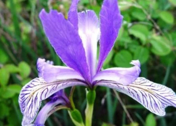 Wild Blue Iris Flower Seeds - 25 Fresh Seeds - Iris versicolor - Free Shipping