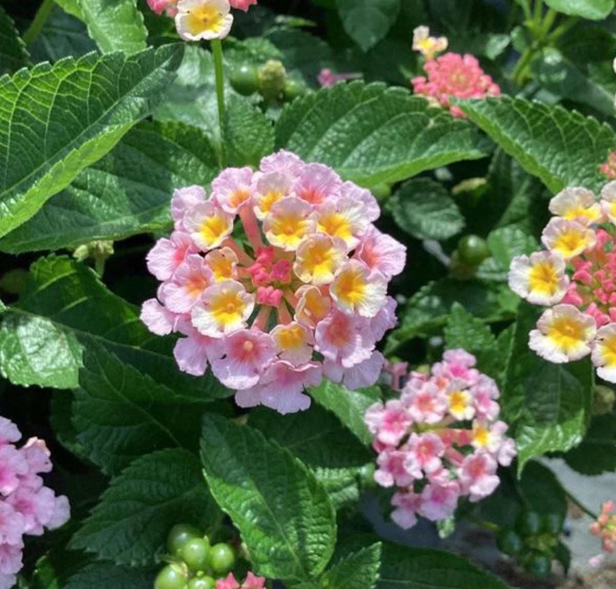 Lantana Plants Plugs, Baby Size, Heartland Blue Moon, Lantana camara, 4 Starter Plants, Light Pink/Yellow Blooms, Vigorous Growth