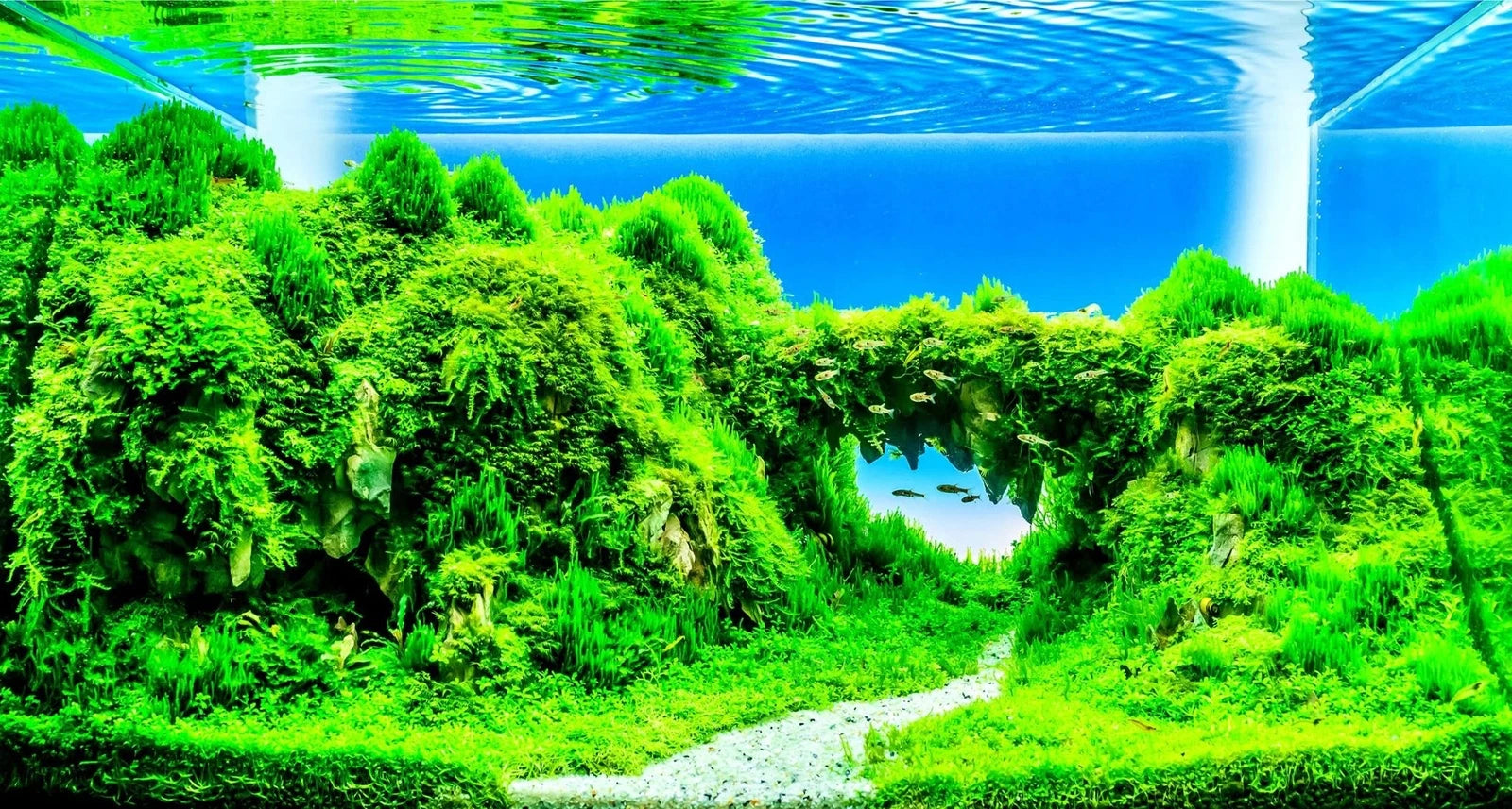 carpet plant seeds Dwarf Hairgrass Seeds - 50 Seeds - Aquatic Plant for Aquarium