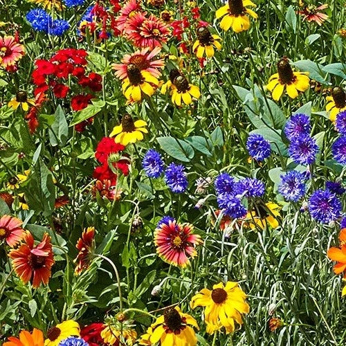 pollinator wildflower seed mix Southeast Wildflower Seed Mix, 25 Varieties of Annuals & Perennials, N –  Jayme Garden