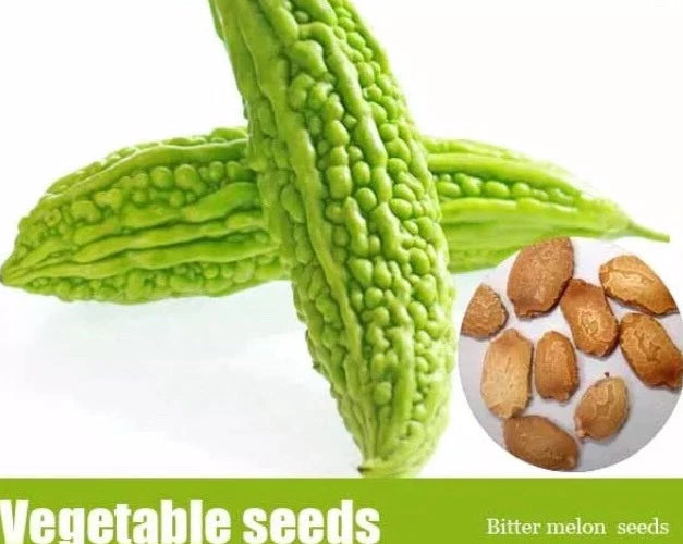 where to buy bitter melon seeds for planting Bitter Melon Seeds 50+ Pack, Balsam Pear, Ku Gua, Foo Gwah, Kho Qua, M –  Jayme Garden