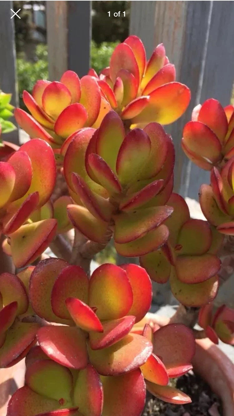 red jade plant akai RARE RED AKAI Jade Succulent Cutting 1 Unrooted Crassula Ovata Plant
