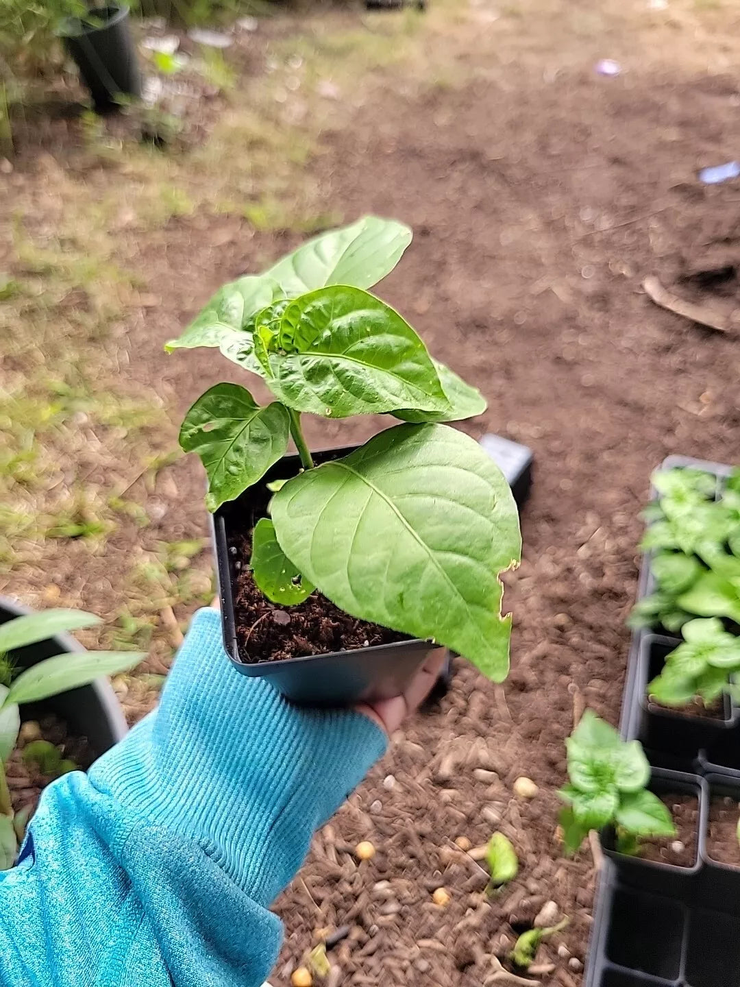 Red Savina Habanero Pepper Plant - 2 Pack, 2" to 4" Tall, Red, 40+ Days Old, Capsicum chinense