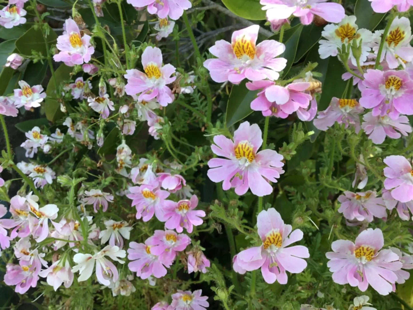 Butterfly Flower Seeds - Poor Man's Orchid - Angel Wings - Indoor Winter Plants - Dendrobium Orchids