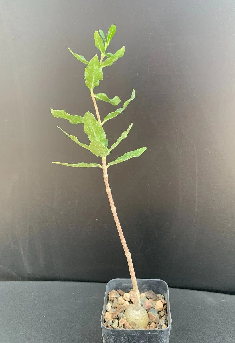 edulis succulent Fockea edulis Succulent Plant - Rare Well-Rooted 2