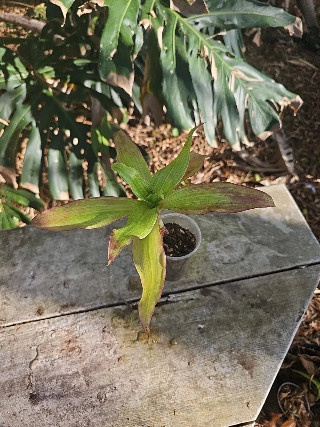 Callisia Fragrans Plant - 3" Pot - Red White Variegated - Holistic Medicinal Basket Plant