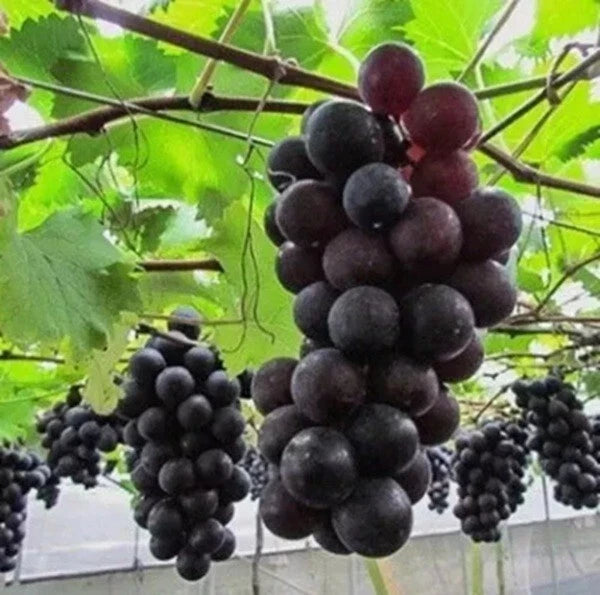 Kyoho Jufeng Grape Seeds - Rare Variety from Japan/Taiwan - Pack of 5+ - Perfect for Home Gardening and Vineyards
