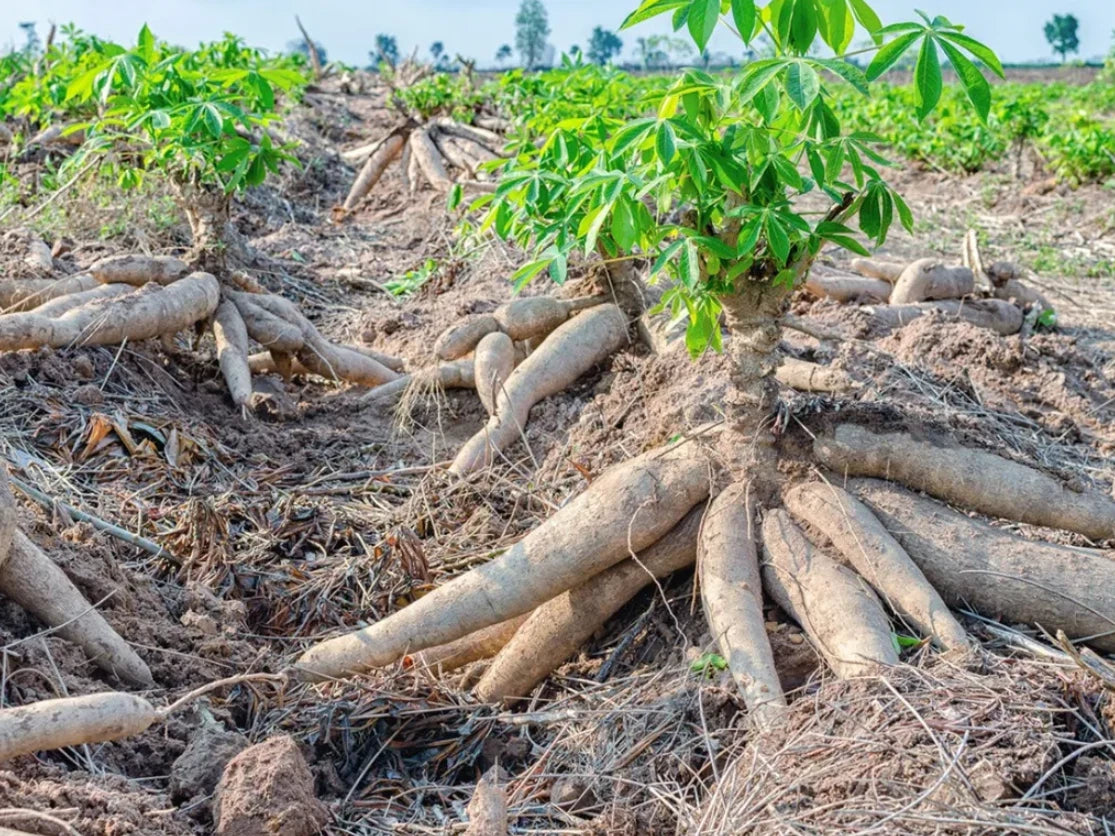 Set of 5 Yuca Cuttings – Sweet Cassava Roots – No Ship HI, AZ, CA, TX – Manihot esculenta