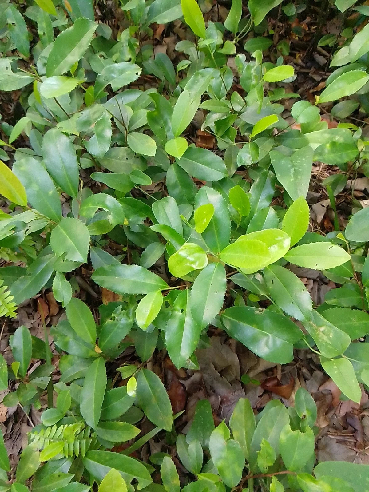 Live Oak Tree 10-12" Rooted Evergreen Quercus Virginiana Plants - 10 Pack