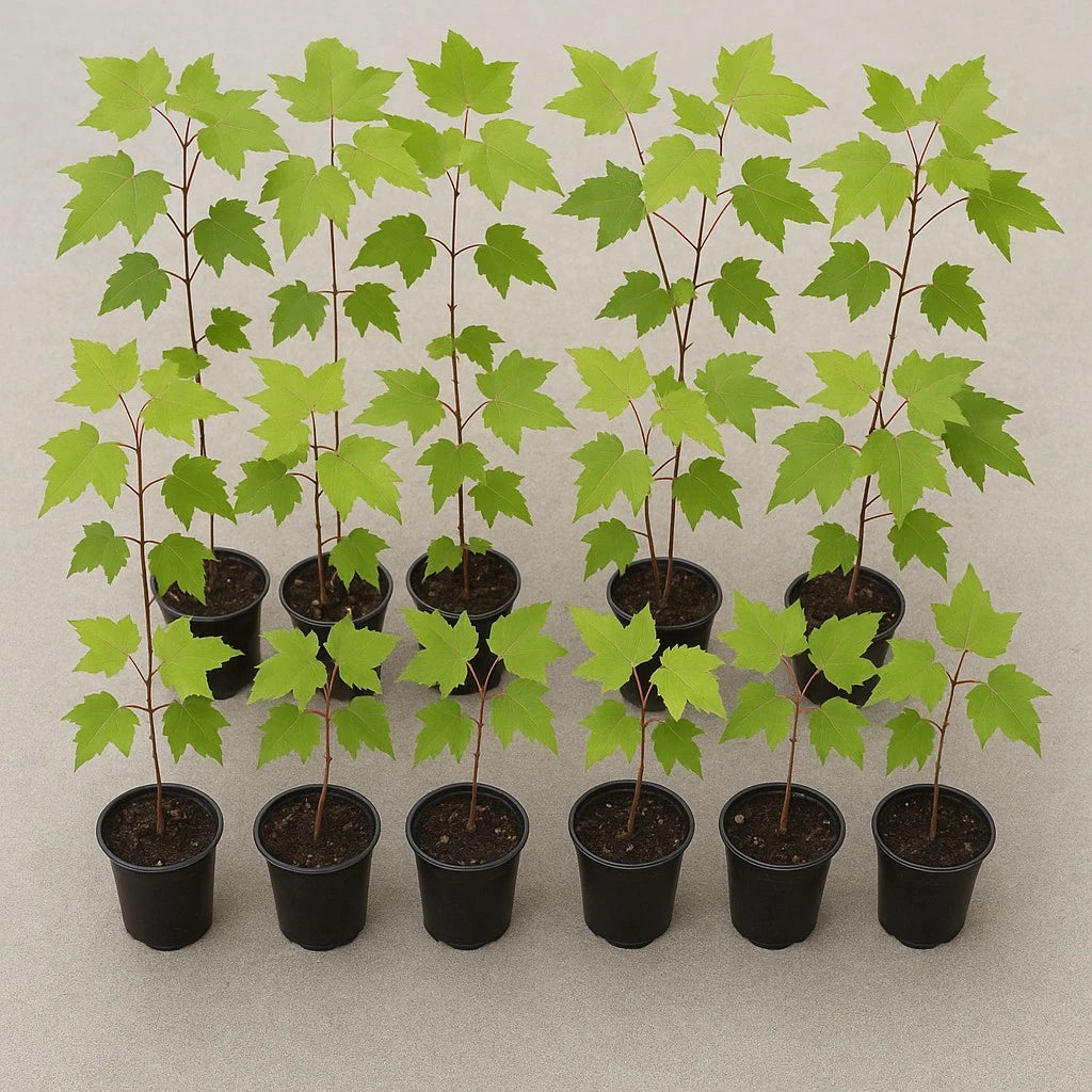 Florida Red Maple Trees 8"-15" Live Seedlings Acer Rubrum Deer-Resistant Fast Growing Outdoor Plant