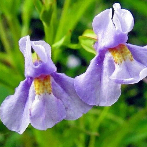 Monkey Flower Seeds 300+ "Allegheny" Perennial Wildflower Seeds (Mimulus ringens) - Native Garden Plant