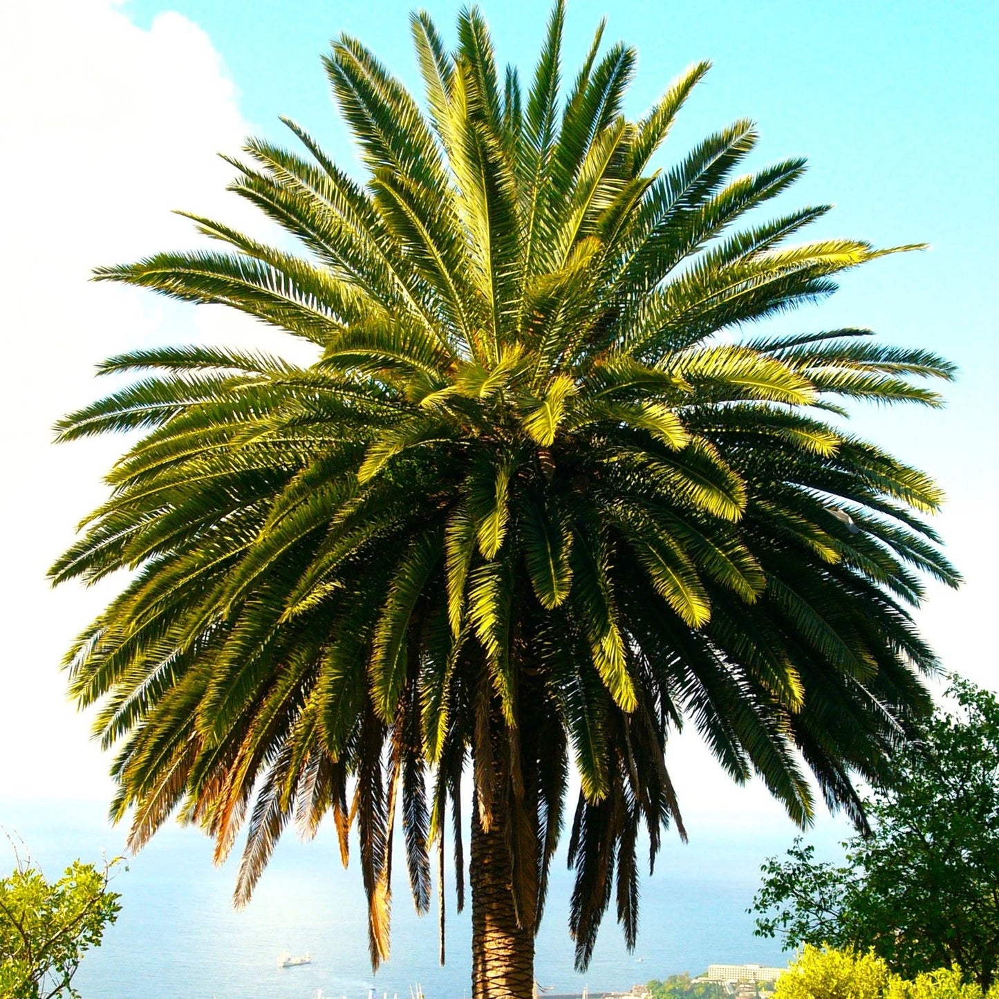 Canary Island Date Palm Tree Seeds - Phoenix Canariensis - Ideal for 2025 Planting - Tropical Garden Essential