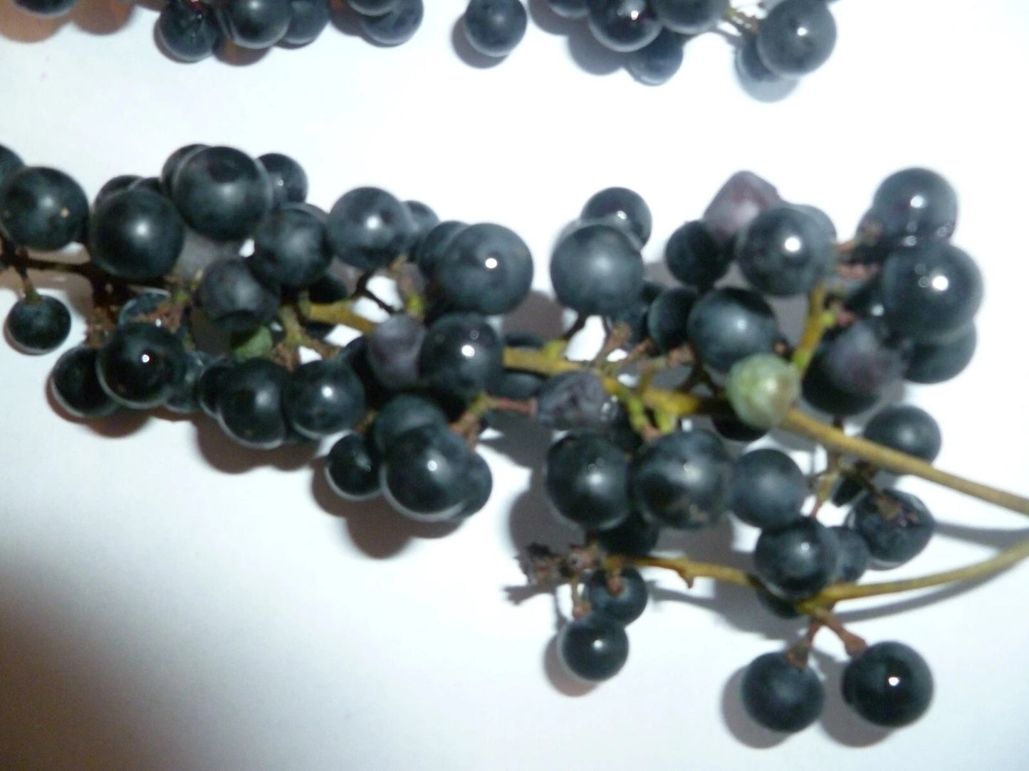 Organic Wild Grape Seeds - 25 Pack Vitis aestivalis - Heirloom, Non-GMO, Free Shipping