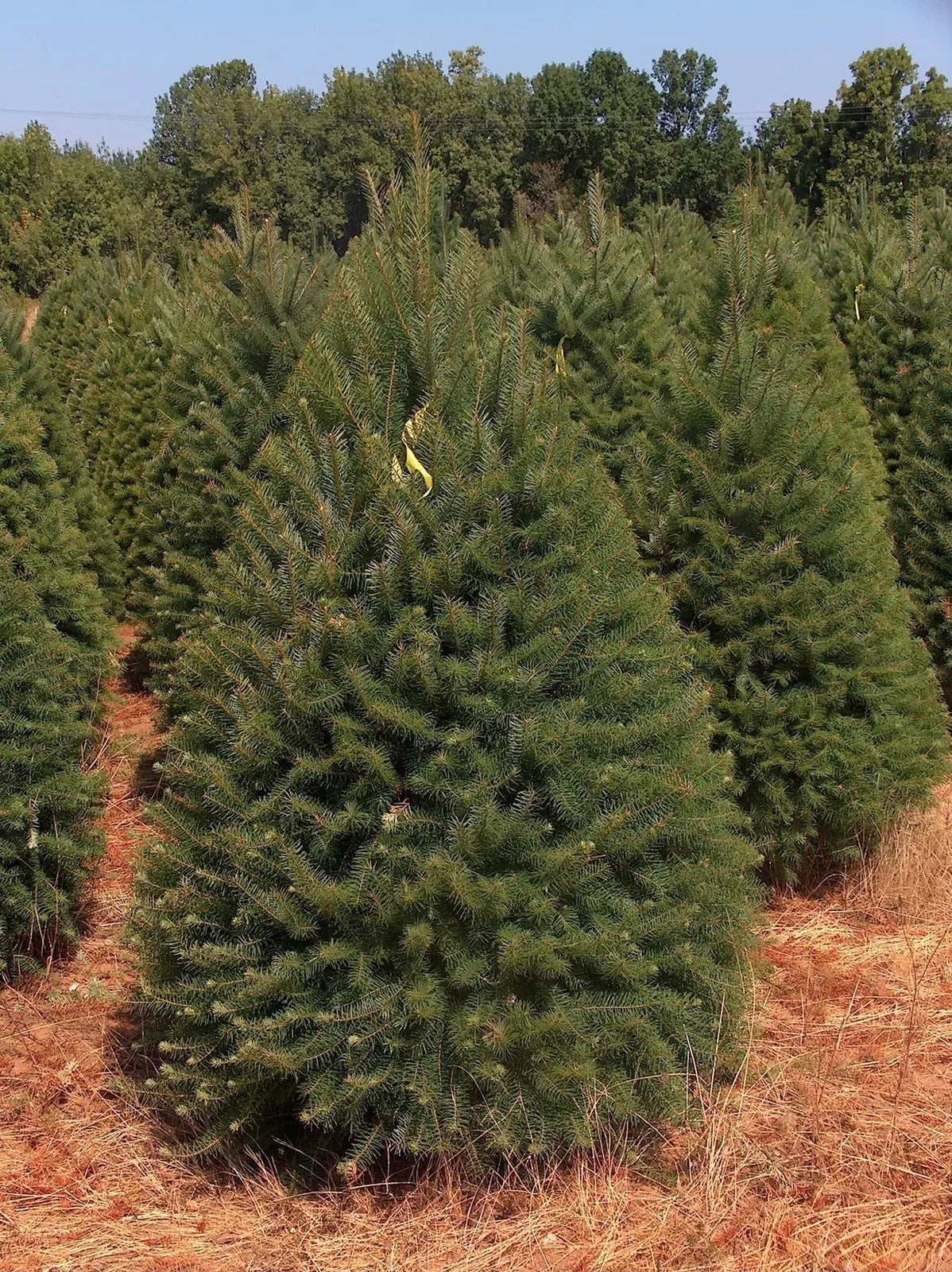 Abies Balsamea Fir Tree Seeds - 50 Seeds for Planting Outdoors or Potted - Balsam Fir Seed Pack