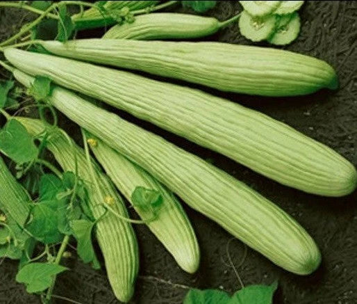 Armenian Yard-Long Cucumber Seeds - 30 Count, Burpless Heirloom Snake Melon - Ideal for Home Gardens