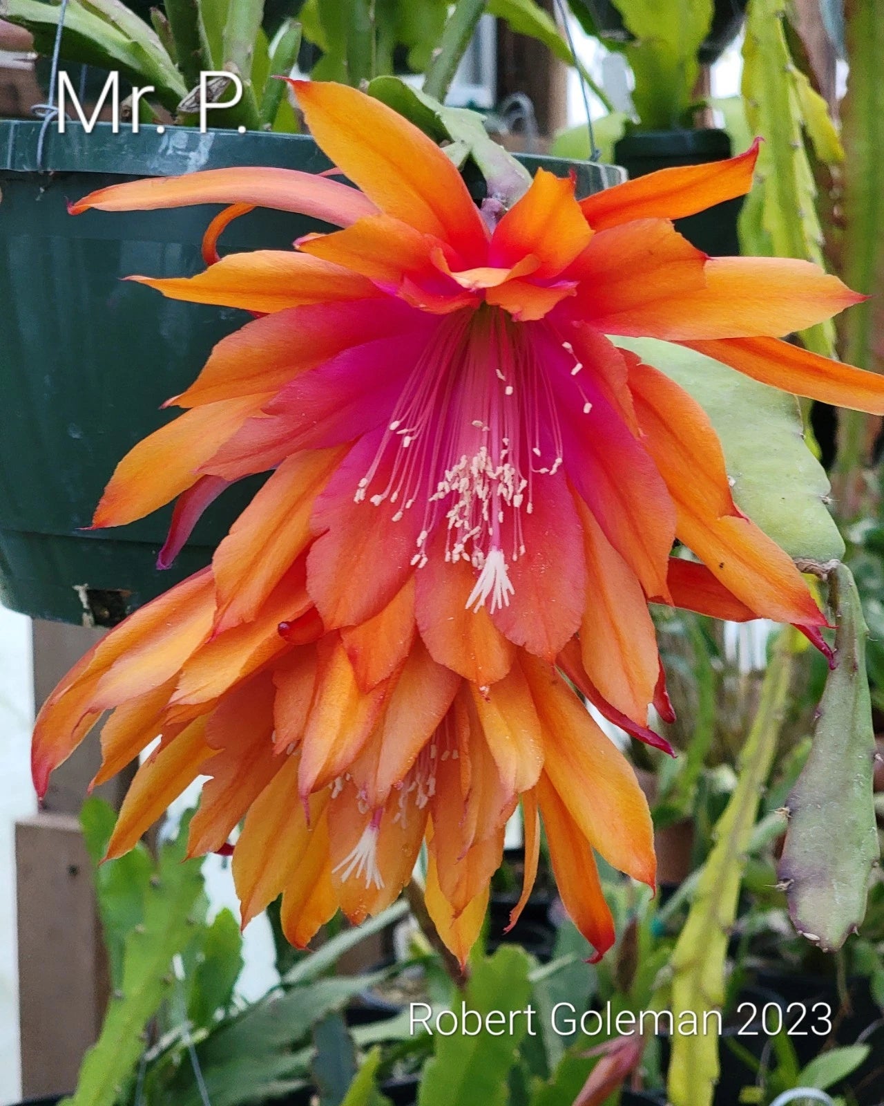 Epiphyllum 'Mr. P.' Rooted Cutting - Rare Orchid Cactus