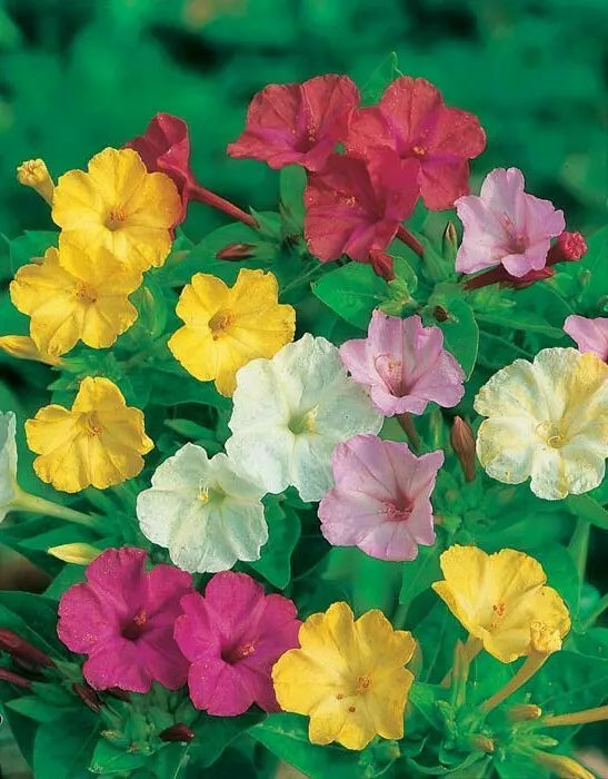 35 Seeds - Mixed Four O'Clocks - Mirabilis jalapa - Colorful Flowering Plants - GroCo USA - Buy Any 15 - Ships Free