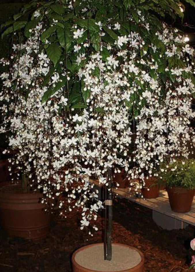 indoor plant with small white flowers Clerodendrum Wallichii Bridal Veil Small Starter Plant with Stunning White Blooms
