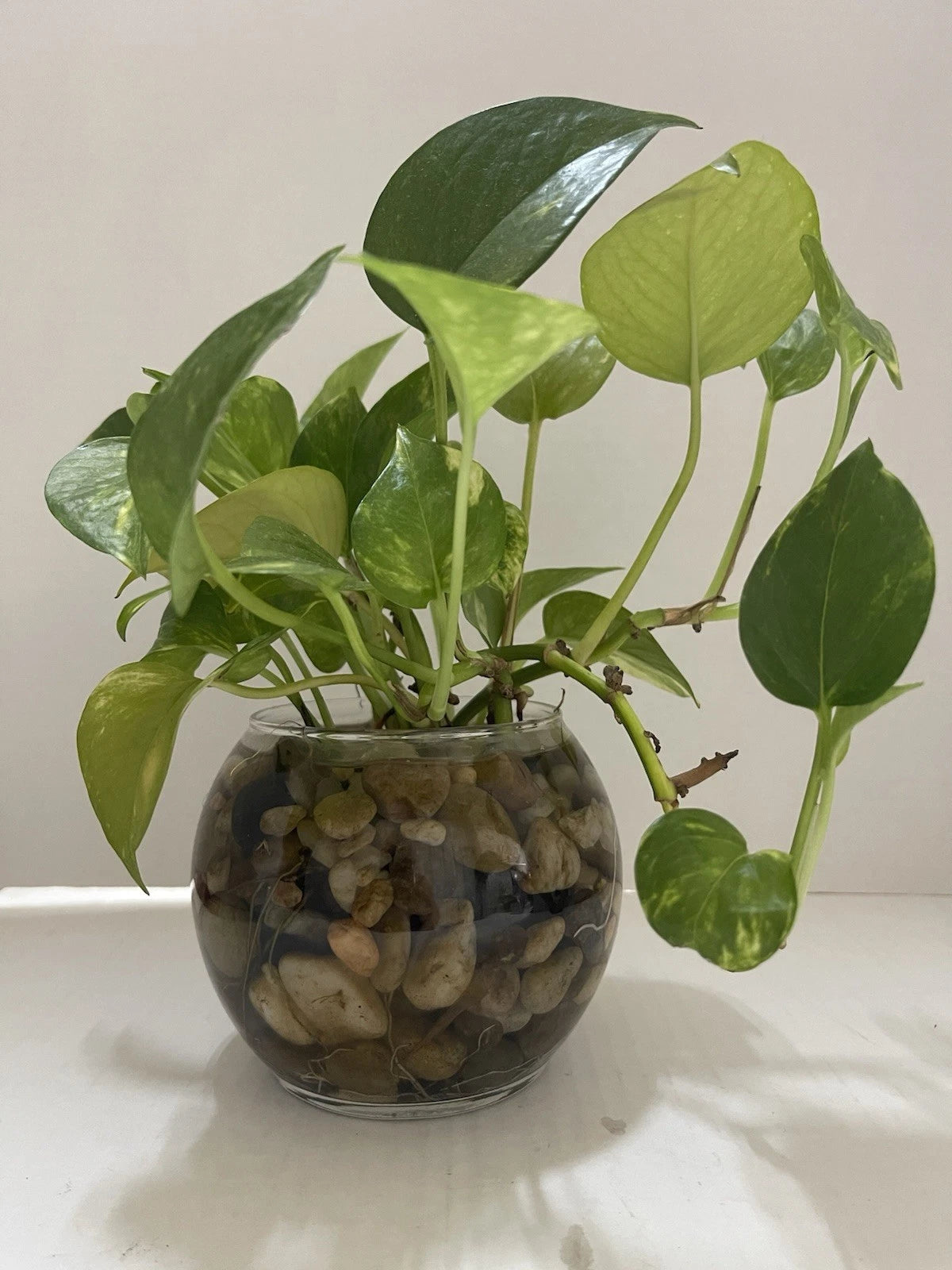 indoor plants that propagate well in water Pothos Indoor Live Plant Cuttings 7in