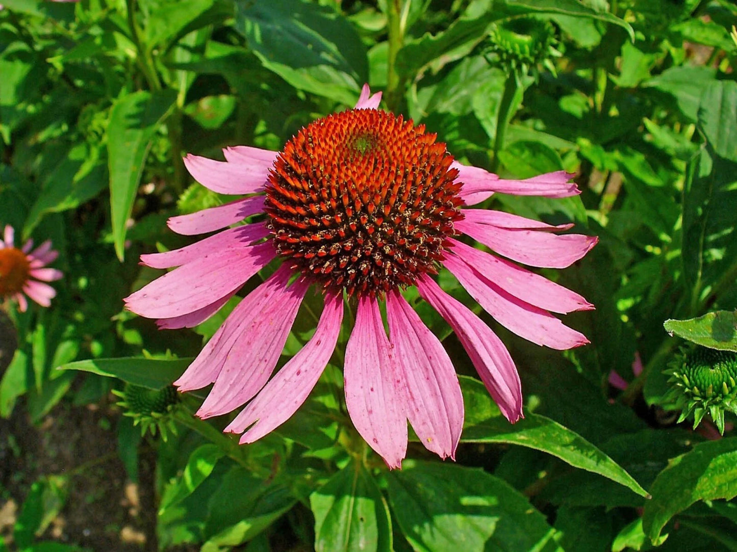 Echinacea Purpurea Seeds - 40 Fresh Flower Seeds - Purple Coneflower - Garden Planting Seeds - Free Shipping