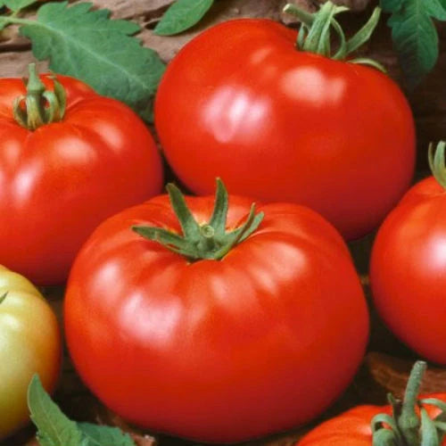 Beefsteak Tomato Seeds | Heirloom Non-GMO | Organic Vegetable Seeds | Solanum lycopersicum