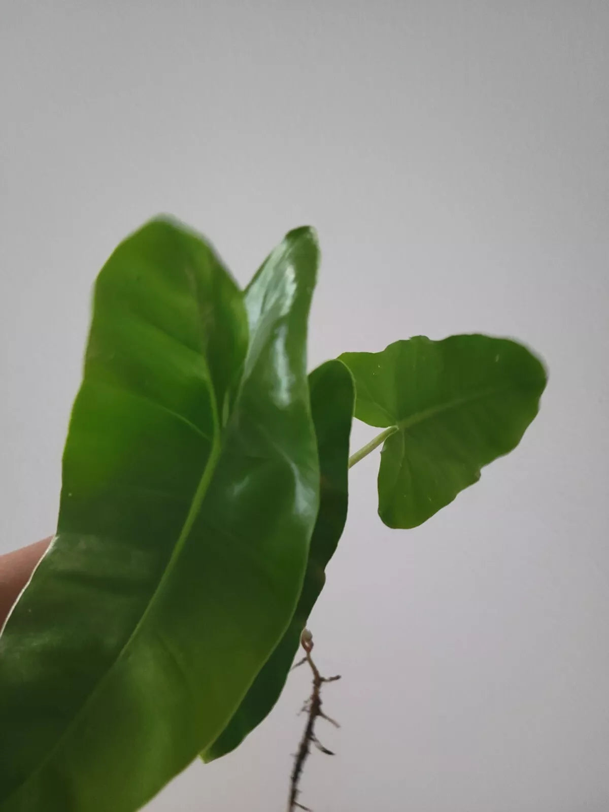philodendron burle marx cutting Burle Marx Philodendron Cutting