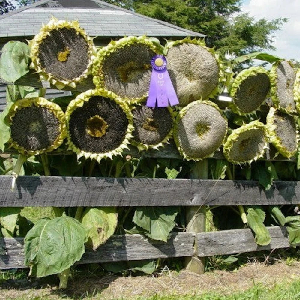 Giant Mongolian Sunflower Seeds - 50 Non-GMO Seeds - Helianthus annuus - USA Seller - Free Shipping
