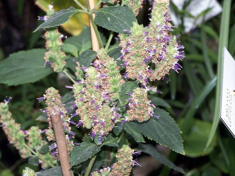 Patchouli Seeds Packet of 50 Seeds Pogostemon cablin Aromatic Herb Garden Planting