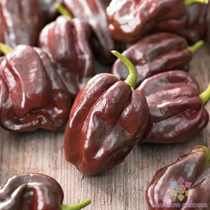 Chocolate Habanero Hot Pepper Seeds - 25+ Pack - Capsicum chinense - Heirloom Variety - Perfect for Garden Planting