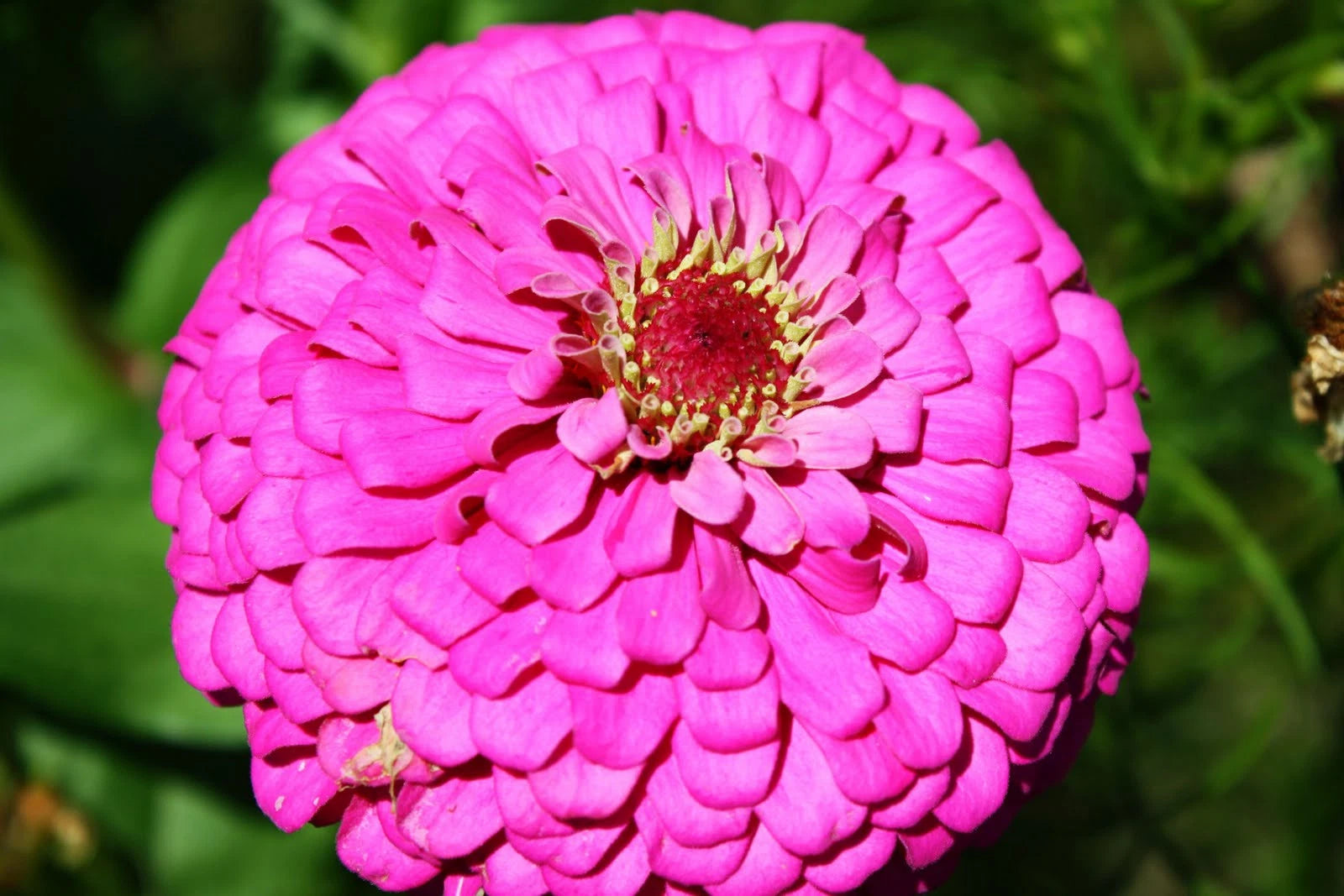 twin flower seeds Zinnia Seeds - 60 Seeds - Pink Fully Double Flower - Zinnia elegans