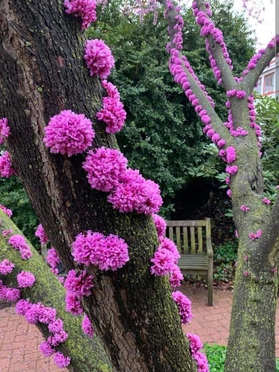 Judas Tree Seeds for Planting - 20 Seeds - Cercis siliquastrum - Flowering Tree for Yard and Garden