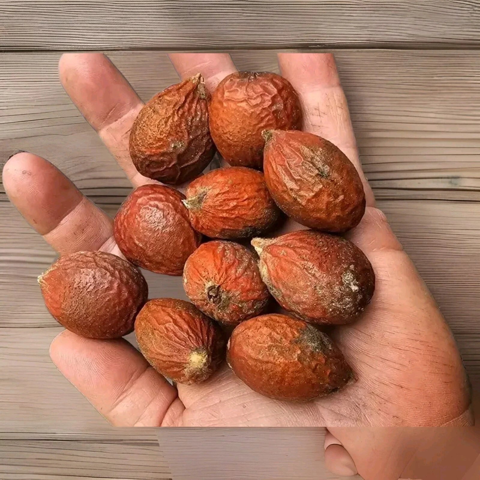 sago palm seeds planting Sago Palm Seeds 10-Pack Float Tested Cycas revoluta Perennial Decorati – Jayme Garden