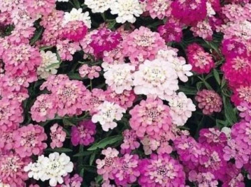 Candytuft Seeds - 100 Organic Seeds - Iberis Variety - Fresh Planting Supplies