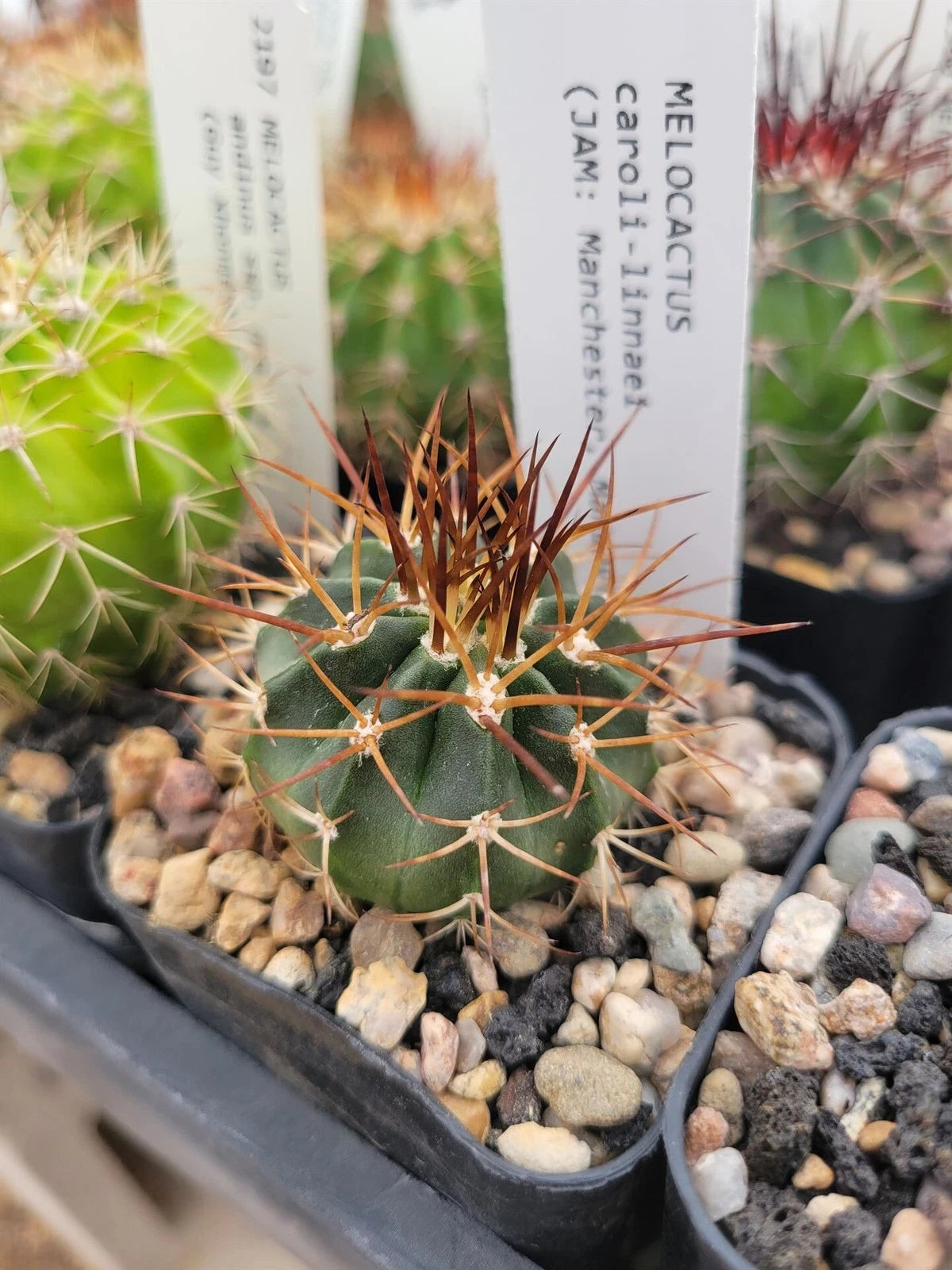Melocactus caroli-linnaei Cactus Plant - Unique Succulent Variety