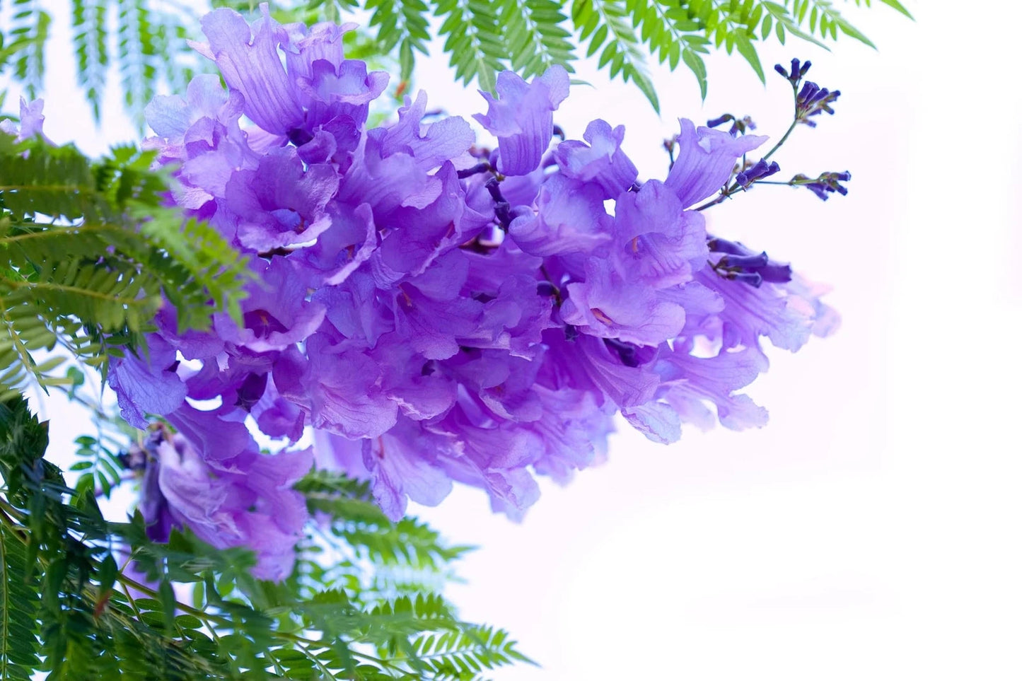 Blue Jacaranda Tree Seeds - 100 Seeds - Exotic Flowering Tree - Jacaranda mimosifolia - Ships from Iowa