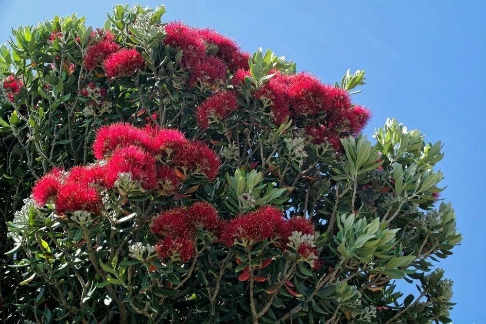 christmas tree seeds to plant New Zealand Christmas Tree Seeds - 40 Seeds - Native Plant