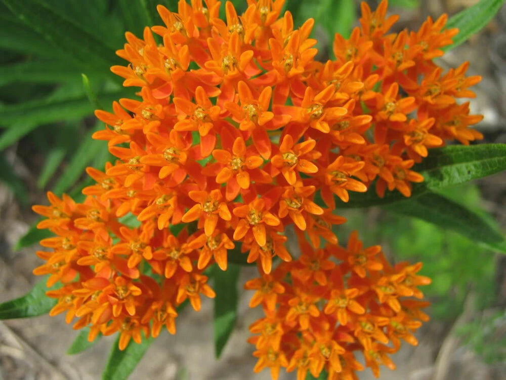 Butterfly Milkweed Seeds - 30+ Flower Asclepias Tuberosa - Perennial - Native Wildflower Seeds - Free Shipping