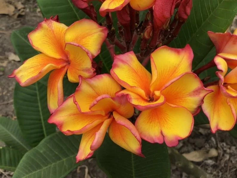 Bright Yellow Plumeria Seeds - 5 Perennial Flower Seeds - Plumeria Rubra