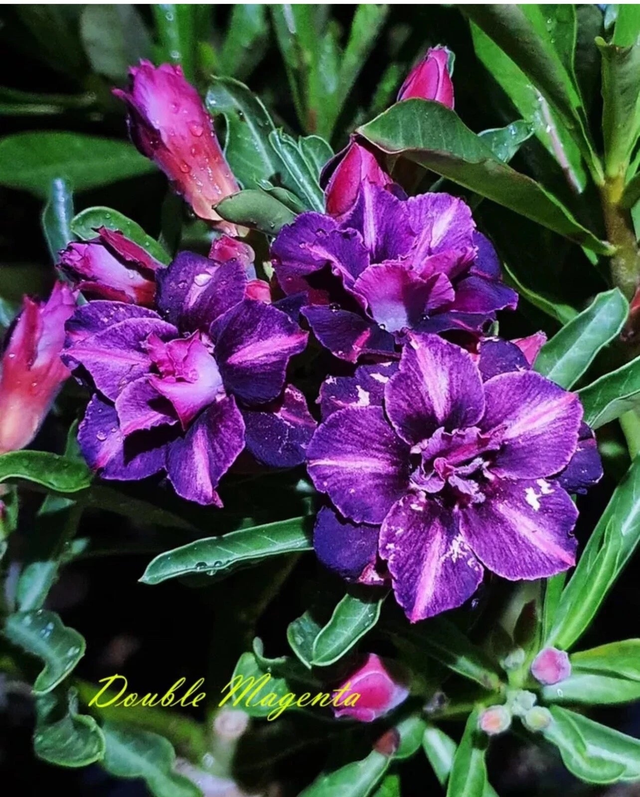 Double Magenta Desert Rose Plant - Small Rooted Seedling 4-6 Inches - Adenium Obesum